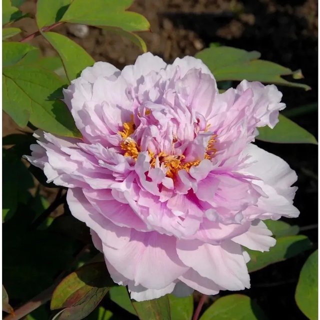 Edelpfingstrose Angelika Kauffmann Paeonia actiflora in Pink als mehrjährige Gartenpflanze - Bild 1