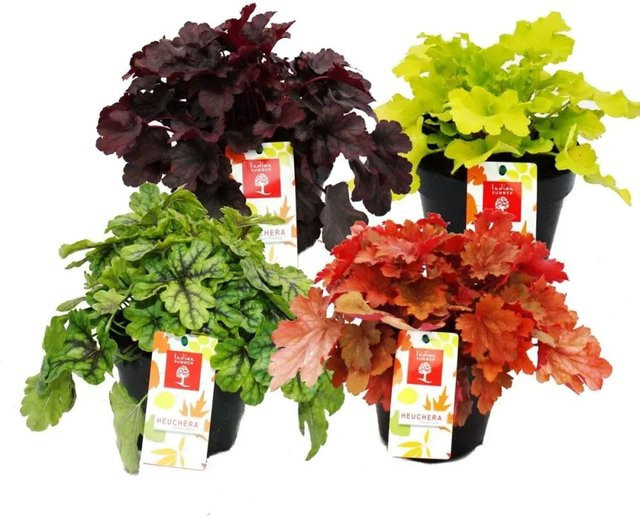 Exotenherz Heuchera-Mix Indian Summer Purpurglöckchen als winterharter Bodendecker, 8 Pflanzen, Mehrfarbig - Bild 1