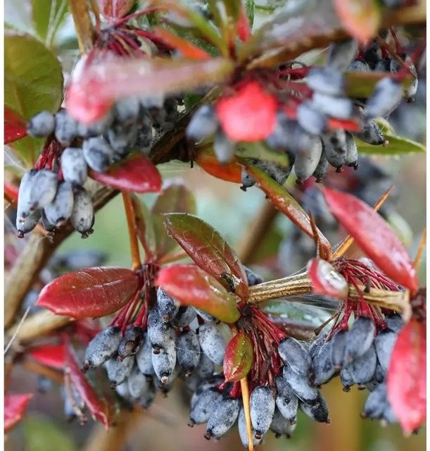 Großblättrige Berberitze Berberis julianae Strauch, Höhe: 40-60 cm - Bild 1