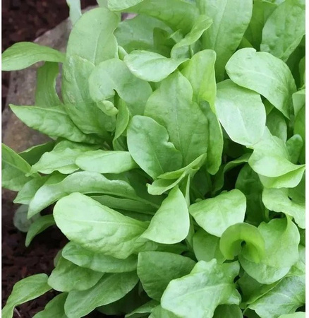 Wiesen Sauerampfer Rumex acetosa von Nr-01.de als mehrjährige Pflanze in Grün