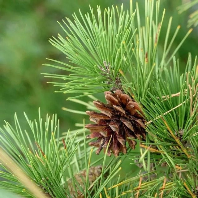 Virginiakiefer Pinus virginiana von Die Nr-01.de, Höhe: 40-50 cm - Bild 1