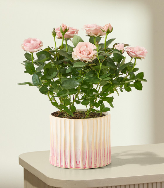 BLUME2000 Pflanze Rosy Pastel in Rosa im Topf - Bild 1
