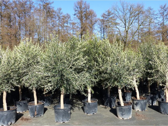 3er Set Olivenbaum Olea Europaea, 20 Jahre alt, Höhe: 180 - 220 cm, Stammumfang: 20 - 30 cm, winterhart, Grün - Bild 1
