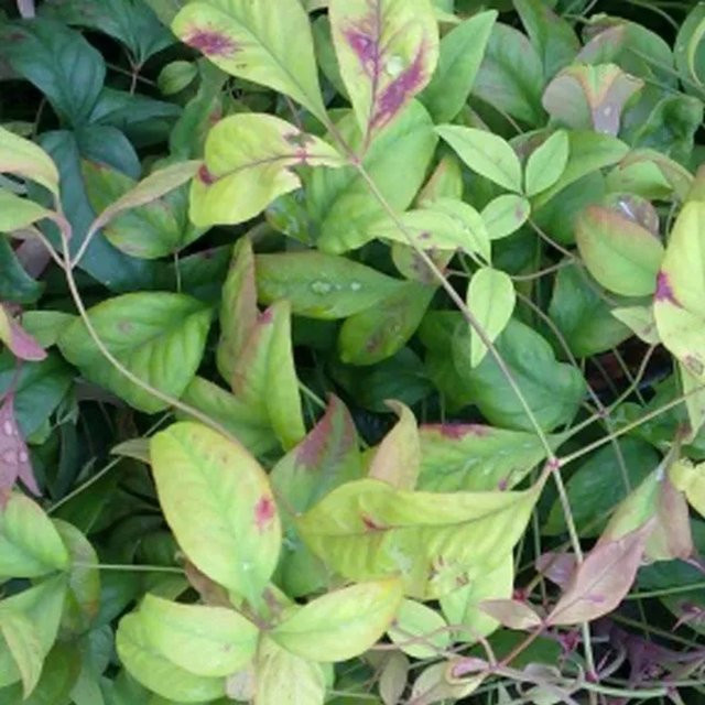 Arborix Himmelsbambus Firepower Nandina domestica mit Herbstfärbung im Container - Bild 1