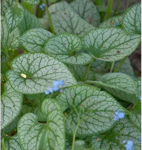 Brunnera macrophylla Alexanders Great Kaukasus Vergissmeinnicht als Bodendecker - Bild 1