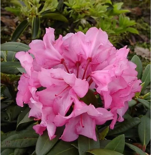 INKARHO Rhododendron Herbstzauber Alpenrose in Pink als Strauch für den Außenbereich - Bild 1