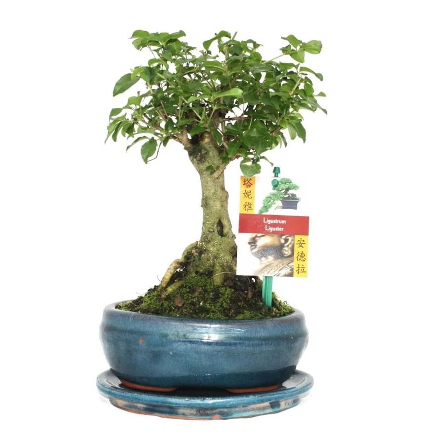 Exotenherz Bonsai Chinesischer Liguster Ligustrum Sinensis in Kugelform mit grünem Laub im Keramiktopf - Bild 2
