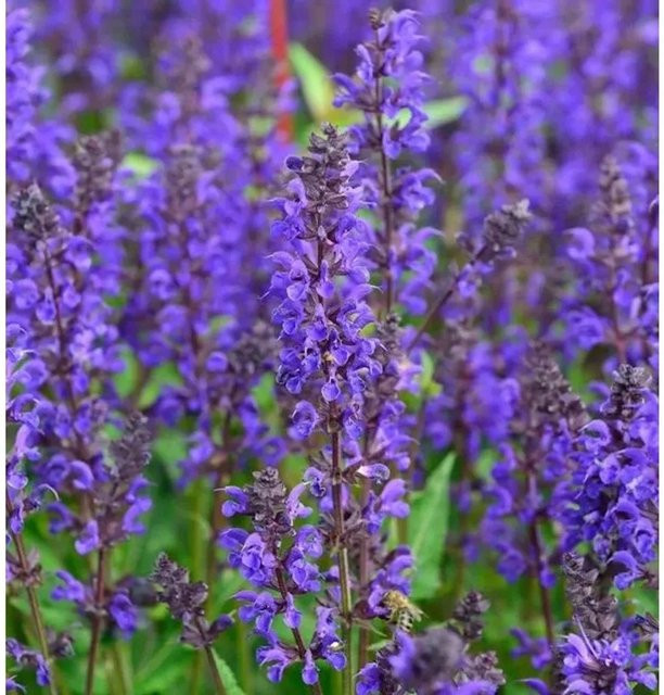 Salbei Viola Klose Salvia nemorosa lila mehrjährige Staude für Staudenbeete und Steingärten - Bild 1