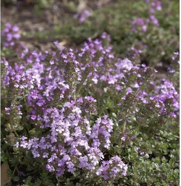 Zitronenquendel Lemon Currel Thymus serpyllum als winterharte Staude für Garten und Töpfe - Bild 1