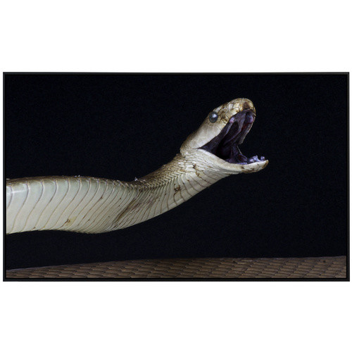 papermoon Infrarotheizung EcoHeat Schwarze Mamba angreifen mit App-Steuerung und Überhitzungsschutz, bunt, Matt-Effekt - Bild 2