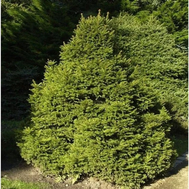 Gnomfichte Picea abies Nr-01.de als grüne Kübelpflanze für Garten und Grabbepflanzung, Höhe: 30-40 cm - Bild 1