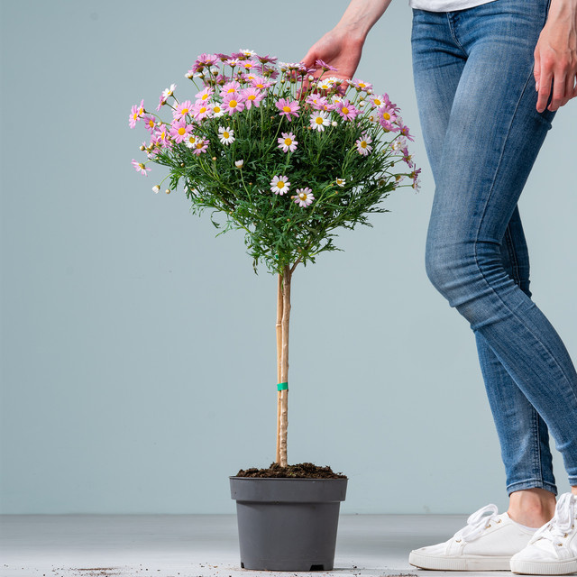 Rosa Argyranthemum Margeriten-Stämmchen von BLUME2000 - Bild 1