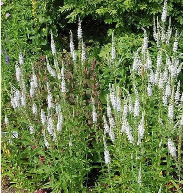 Veronica longifolia Keilblättriger Ehrenpreis in Blau als mehrjährige Pflanze für den Außenbereich - Bild 1