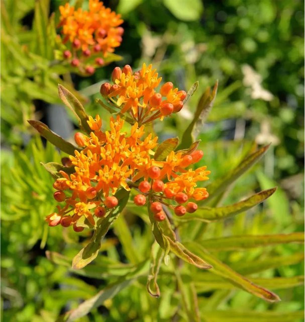 Asclepias incarnata Seidenpflanze in Orange als Strauch für den Garten - Bild 1