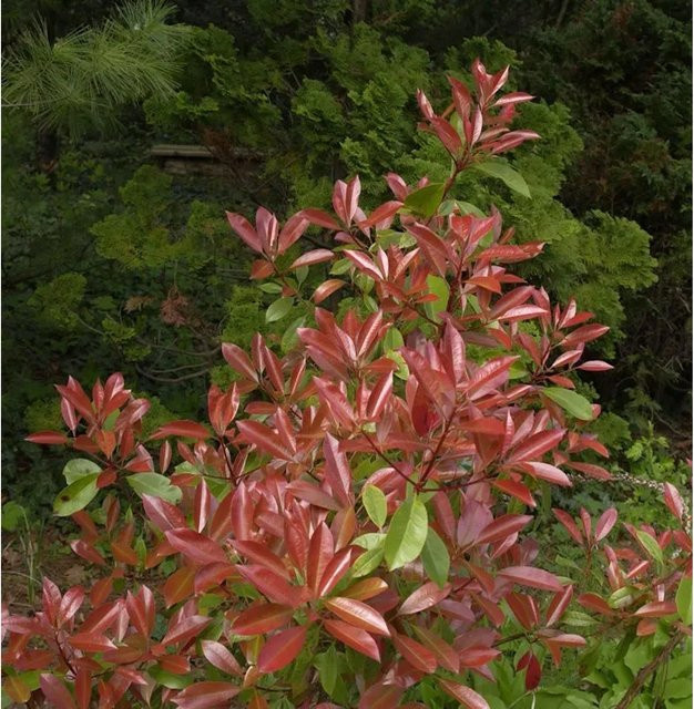 Glanzmispel Little Fenna Photinia fraseri Heckenpflanze, Farbe: Pink/Rot, Höhe: 25-30 cm - Bild 1