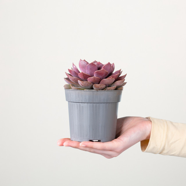 Echeveria Mina Sukkulente von BLUME2000 in Grün, Rot und Silber - Bild 1