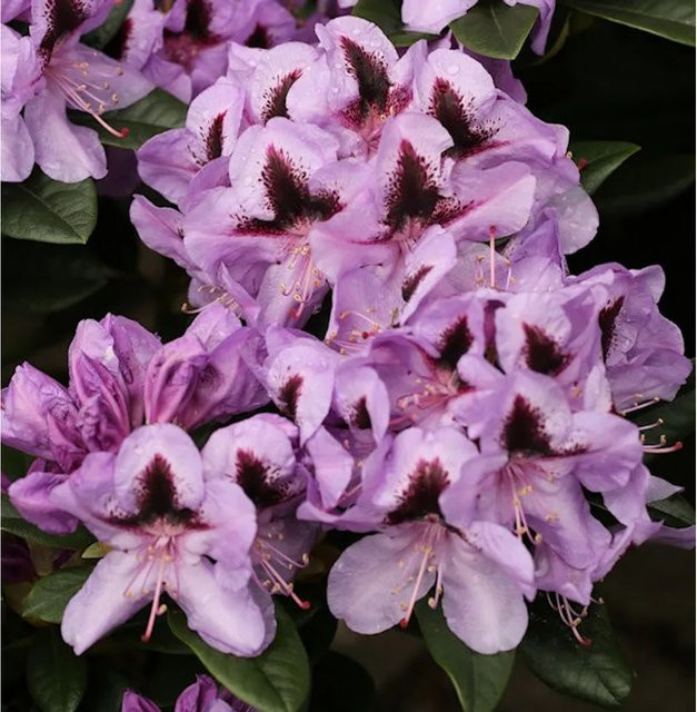 INKARHO Rhododendron Christiane Herzog Alpenrose als großblumiger Zierstrauch in Lila, Höhe: 50-60 cm - Bild 1