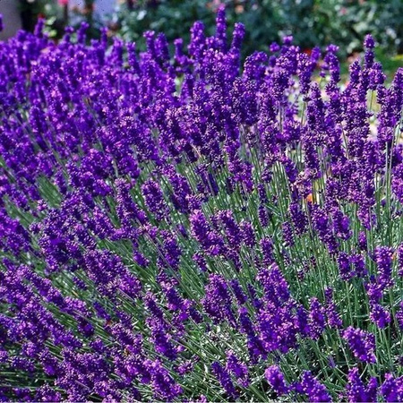 Arborix Lavendel Dwarf Blue Lavandula angustifolia im Container, duftender Zierstrauch in Blau, Violett und Grau