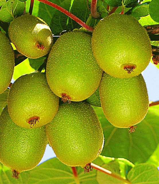Säulen-Kiwi Issai - Bild 1