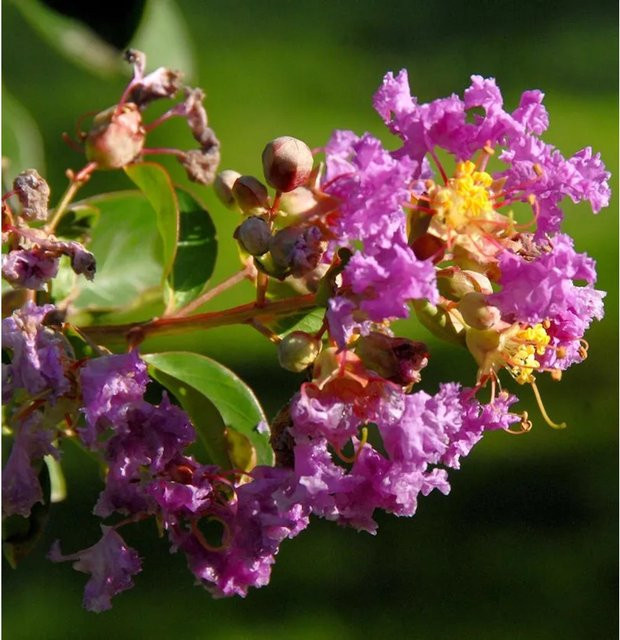 Chinesische Kräuselmyrte Purple Star Lagerstroemia indica in Lila als Zierstrauch für den Garten - Bild 1