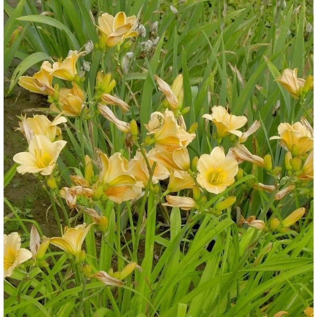 Taglilie Shooting Star Hemerocallis als mehrjährige Staudenpflanze für Beet und Garten - Bild 1