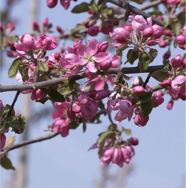 Nr-01.de Zierapfelbaum Pom Pom Malus Hybride in Pink, Höhe: 80-100 cm - Bild 1