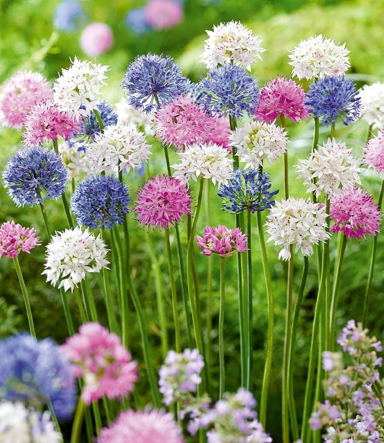 Allium-Mix Beautiful Colours Zwiebelblumen Set - Bild 1