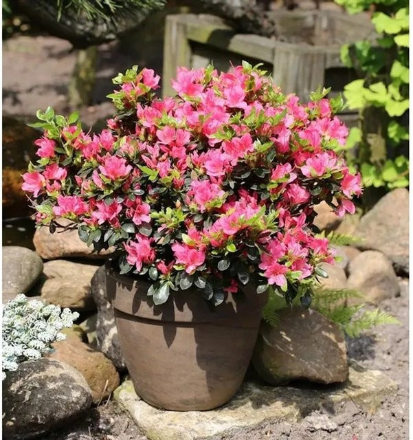 Japanische Azalee Rhododendron obtusum Drapa als Zwerg Alpenrose im Topf von Nr-01.de - Bild 1