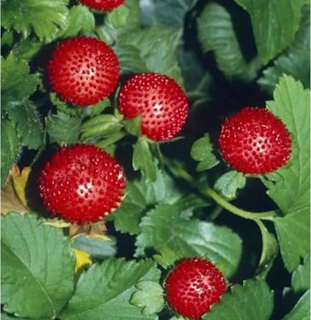 Duchesnea indica Scheinerdbeere als roter Bodendecker für deinen Garten - Bild 1