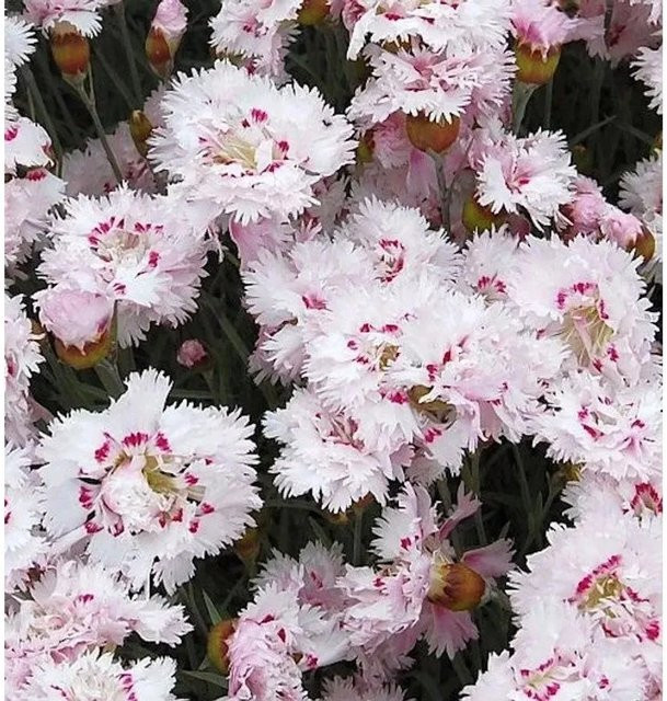 Dianthus plumarius Federnelke in Pink als mehrjährige Staude und Bodendecker für Steingarten oder Bauerngarten - Bild 1