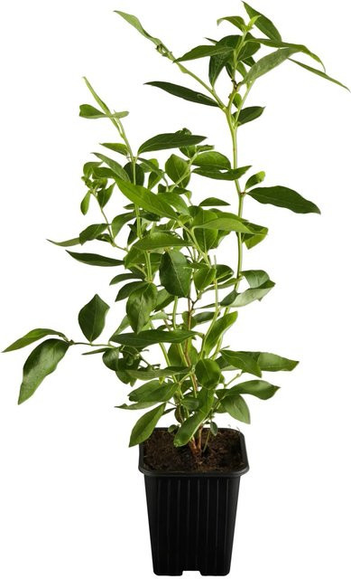 Heidelbeere Elisabeth Vaccinium corymbosum Beerenstrauch, Höhe: 20 - 30 cm, Topf: 2 Liter - Bild 1