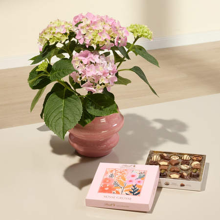 BLUME2000 Hortensie Hydrangea im Topf für Balkon und Terrasse