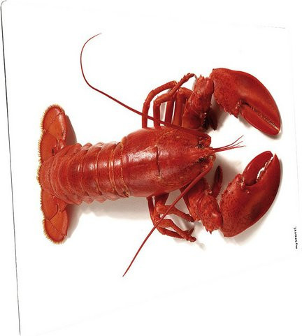 mySPOTTI Mini-Spritzschutz Hummer aus Aluverbund in Rot und Weiß, B/T/H: 41,0 x 59,0 x 0 cm - Bild 1