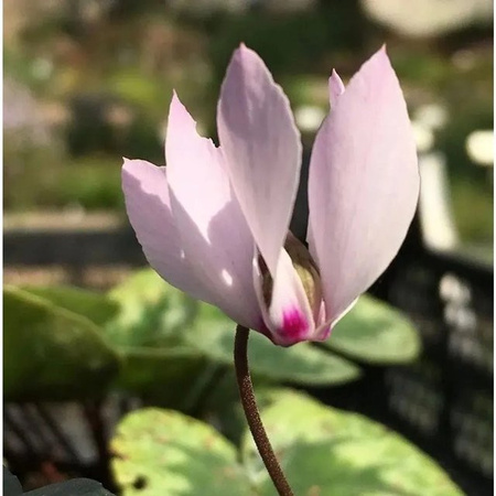 Anatolien Alpenveilchen Cyclamen cilicium als mehrjährige Staude von Nr-01.de