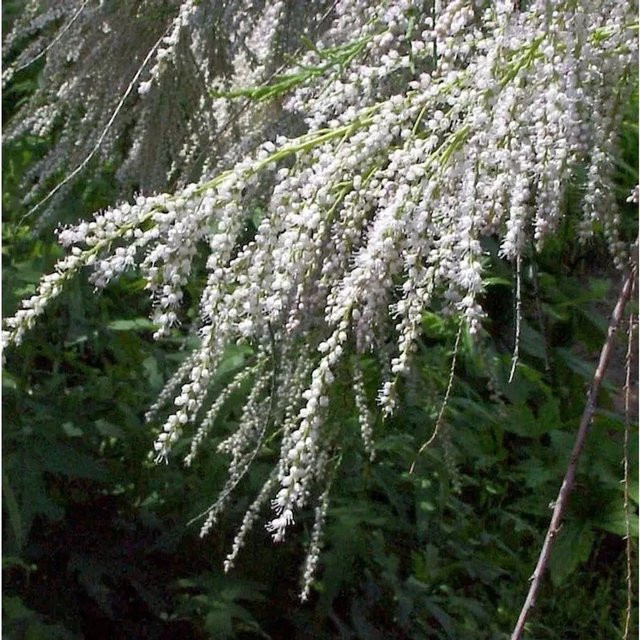 Tamarix ramosissima Sommertamariske pink/rot als Zierstrauch für den Garten, Höhe: 80-100 cm - Bild 1