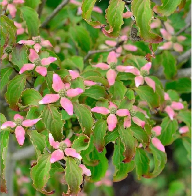 Japanischer Blumenhartriegel Heart Throb Cornus kousa von Die Nr-01.de, Höhe: 125-150 cm, cremeweiß rosa rot pink grün - Bild 1