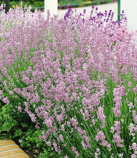 Duft-Lavendel Rosa - Bild 1