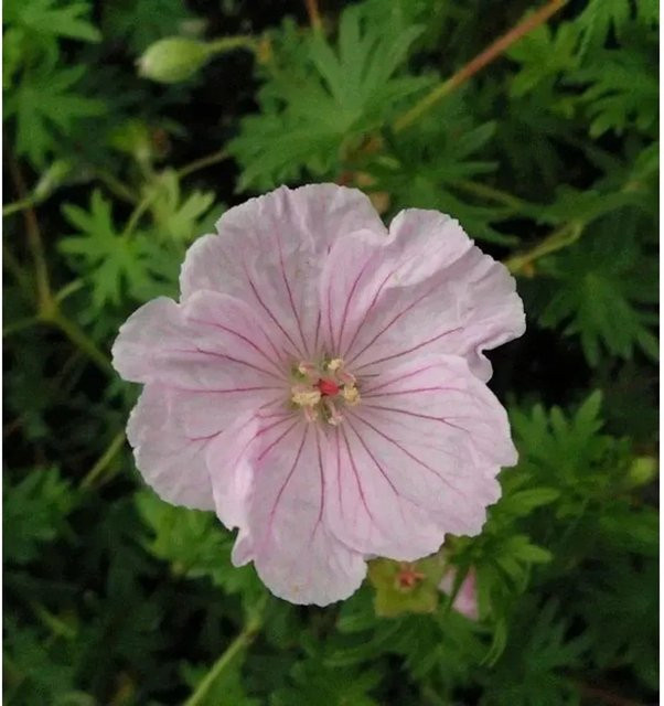 Nr-01.de Storchenschnabel Pink Summer Geranium sanguineum als mehrjährige Bodendecker-Pflanze in Pink - Bild 1