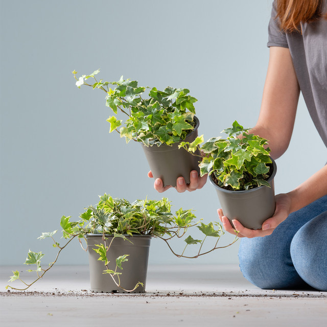 BLUME2000 Weißbunter Efeu Hedera helix als Bodendecker und Fassadenbegrünung, 3 Stück, weiß-grün panaschiert - Bild 1