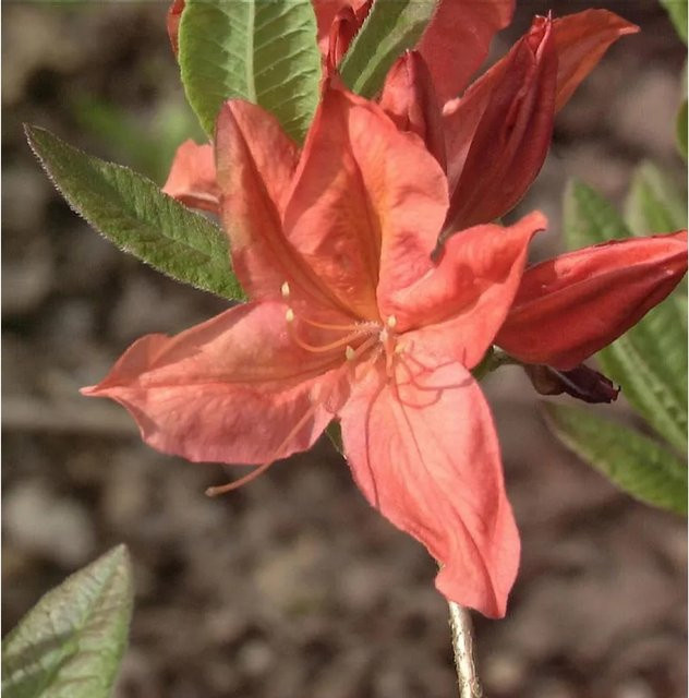 Chinesische Azalee Winston Churchill Rhododendron mollis, Farbe: Pink, Höhe: 40-60 cm - Bild 1