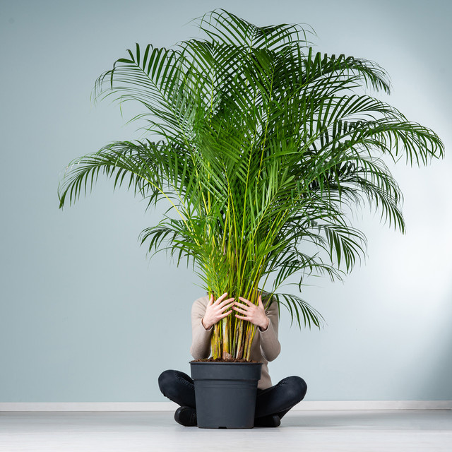 Goldfruchtpalme XXXL von BLUME2000 in Grün - Bild 1