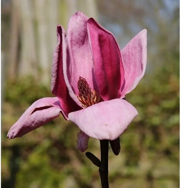 Magnolia Genie pinker Strauch von Nr-01.de, Höhe: 125-150 cm - Bild 1