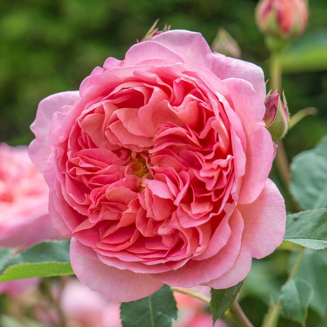 David Austin-Rose Boscobel rosa - Bild 1