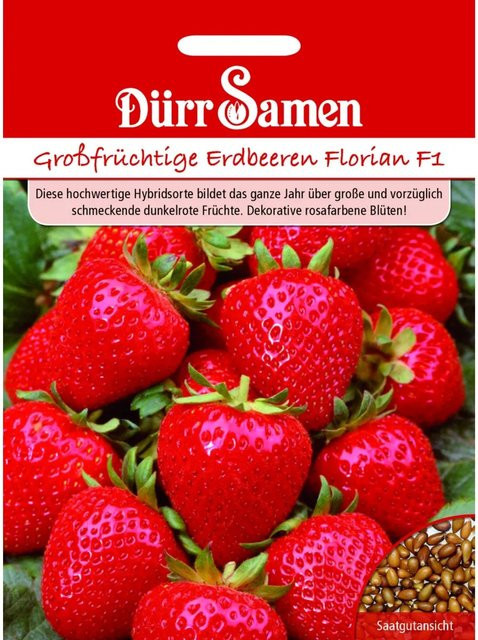 Dürr Samen Erdbeeren Florian F1 Saatgut - Bild 1