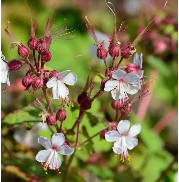 Balkanstorchschnabel Spessart Geranium macrorrhizum als mehrjährige Staude und Bodendecker von Nr-01.de - Bild 1