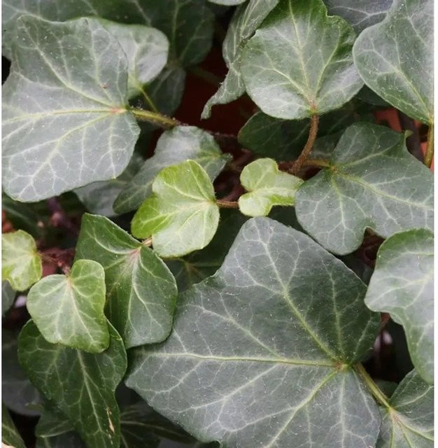 10er Set Hedera helix Efeu Platten als grüner Bodendecker und für die Fassadenbegrünung - Bild 1
