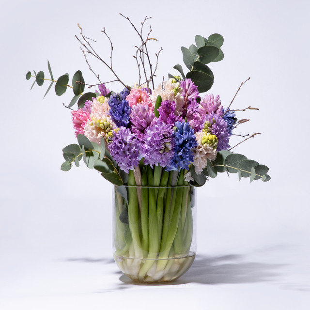 BLUME2000 Hyazinthentraum Bunch Hyazinthen white purple multicolour - Bild 1