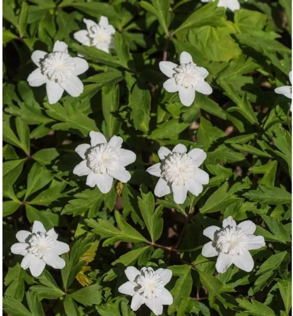 Buschwindröschen Vestal Anemone nemorosa weiß als Bodendecker und Beetpflanze im Topf - Bild 1