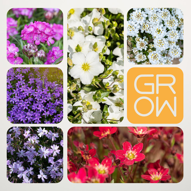 BIO Polsterstauden Set von BLUME2000, 6 Stück robuste Bodendecker für Steingärten und Beete - Bild 1