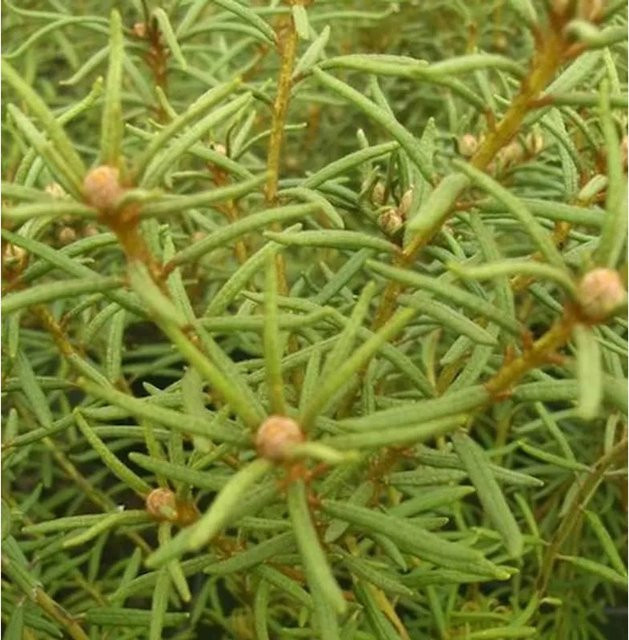 Sumpfporst Ledum palustre Strauch, grün, 20-30 cm - Bild 1